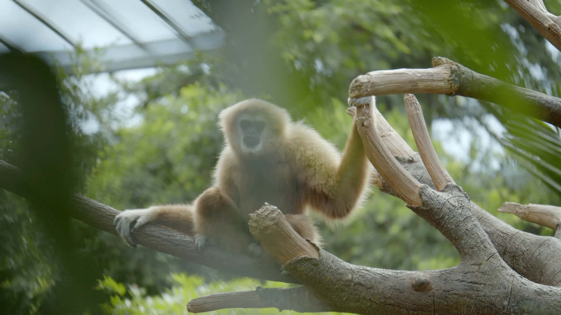 Bilde af et sødt HD Gibbon-abe tæt på.