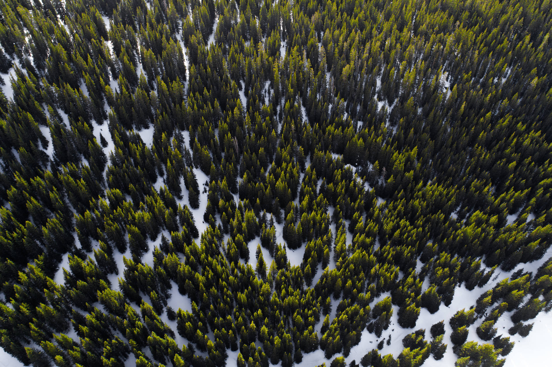 Hdgrüner Wald Im Winter Wallpaper