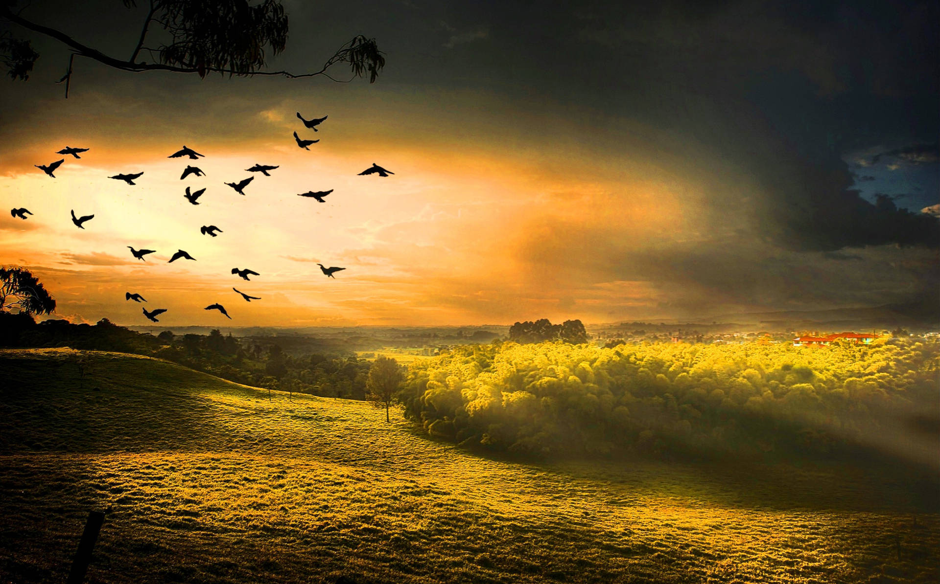 Hd Landscape Flying Birds Over Green Field