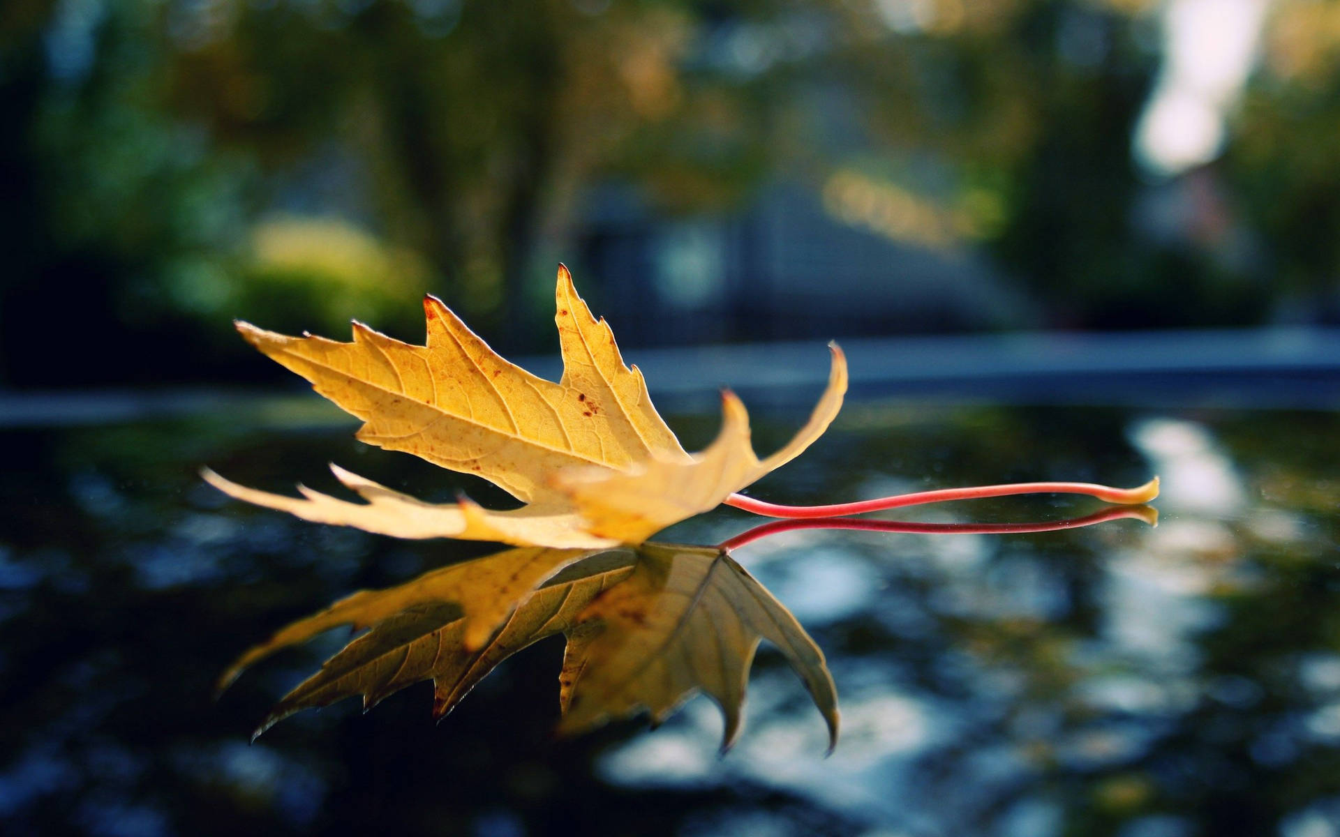 Download Glistening red maple leaf floating in water Wallpaper