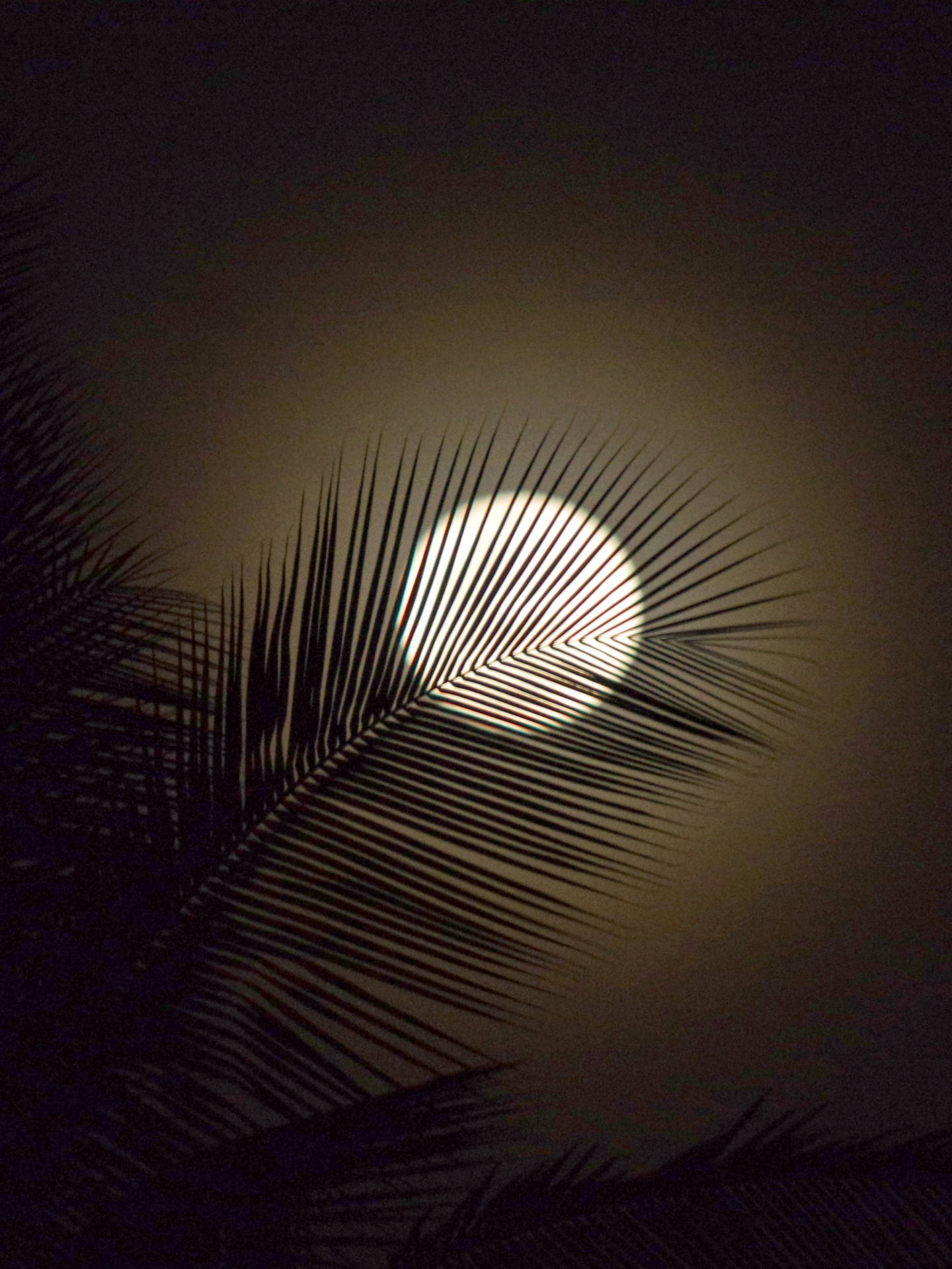 Hd Moon Behind Palm Leaves Wallpaper