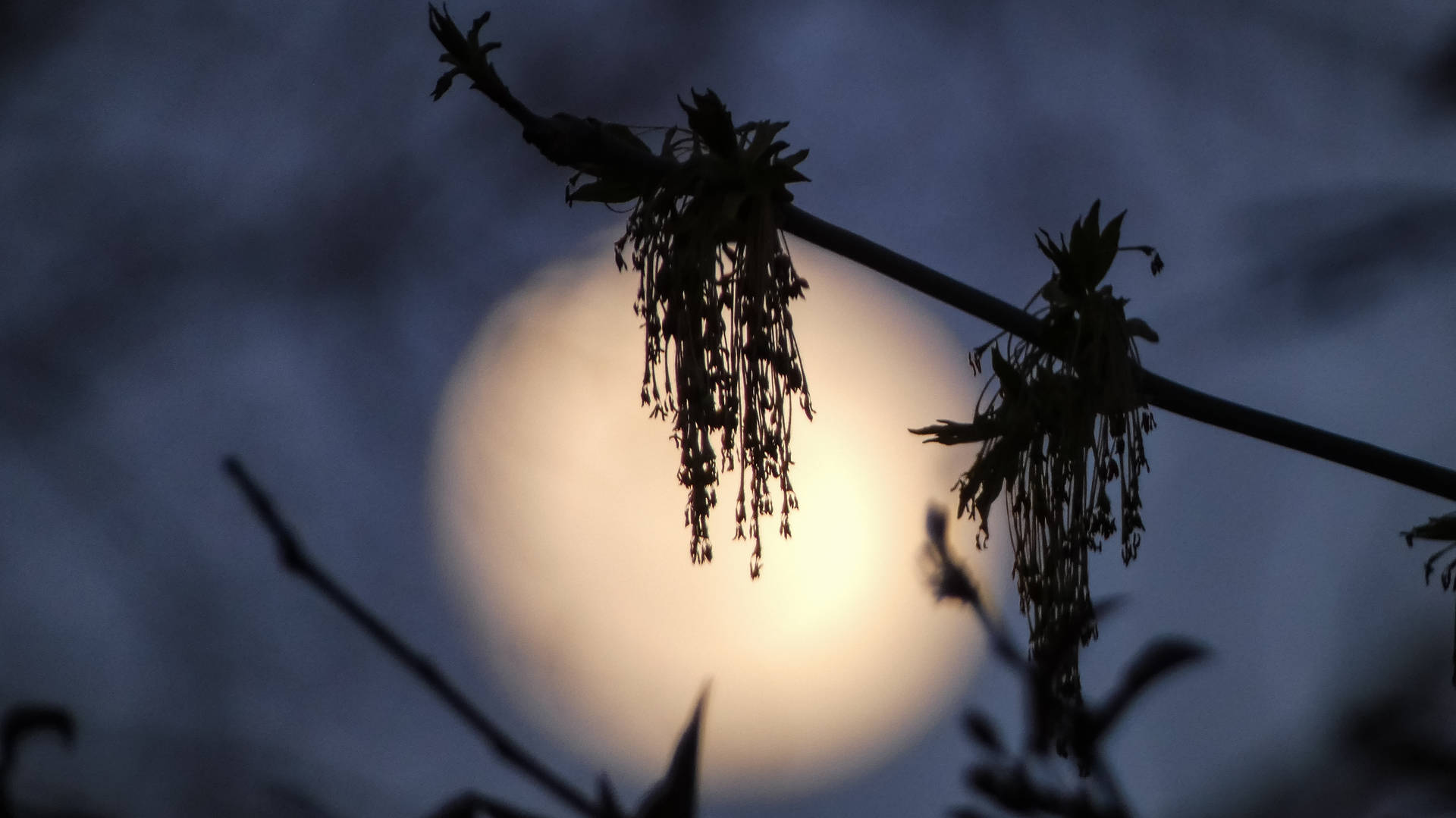 Hd Moon Behind Plant Silhouettes Wallpaper