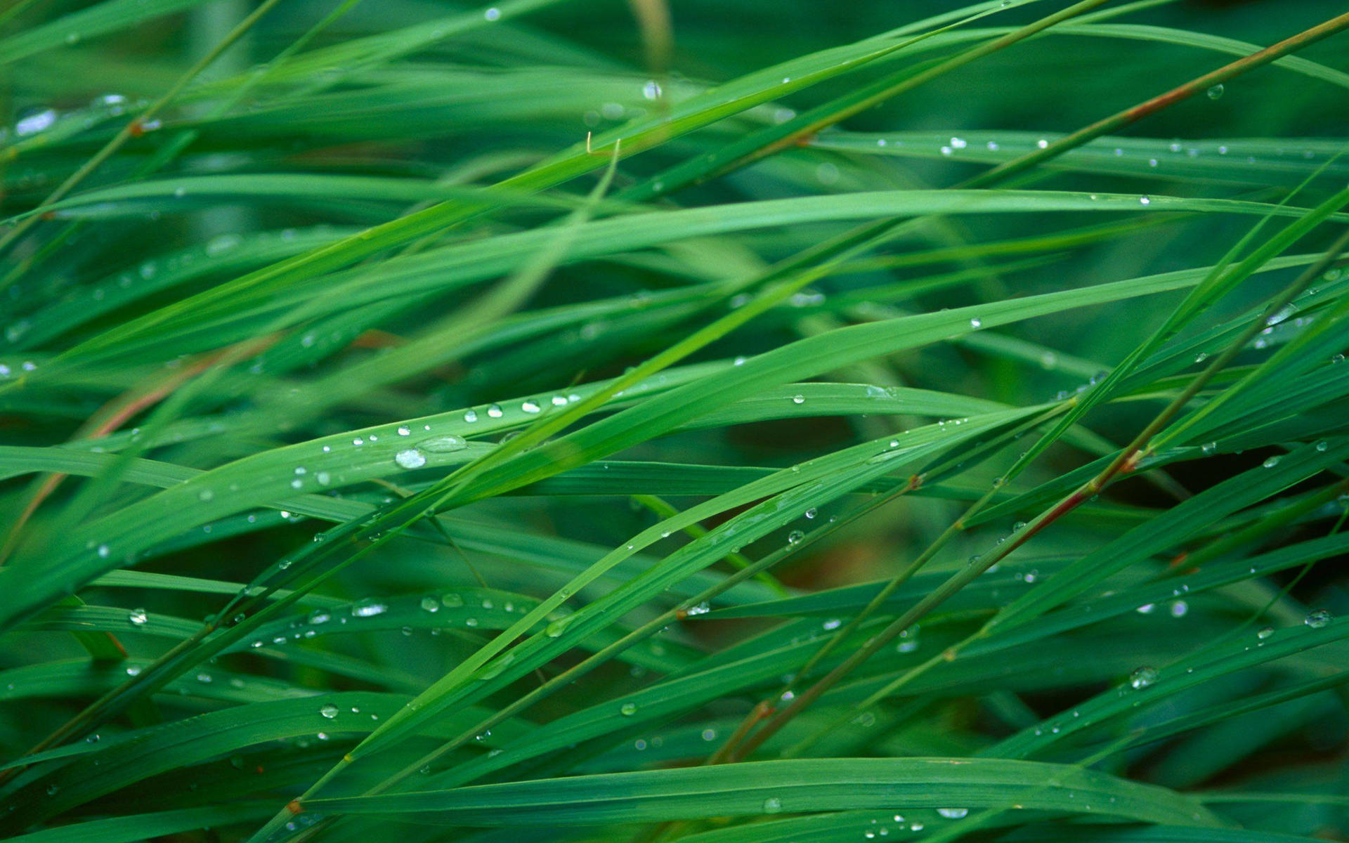 Hd Nature Grass Closeup