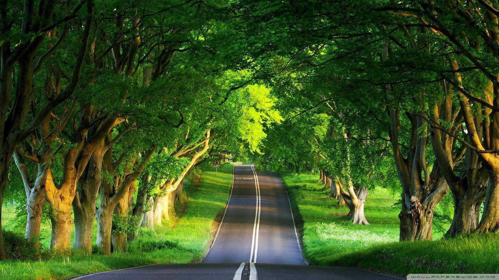 Hd Nature Narrow Road