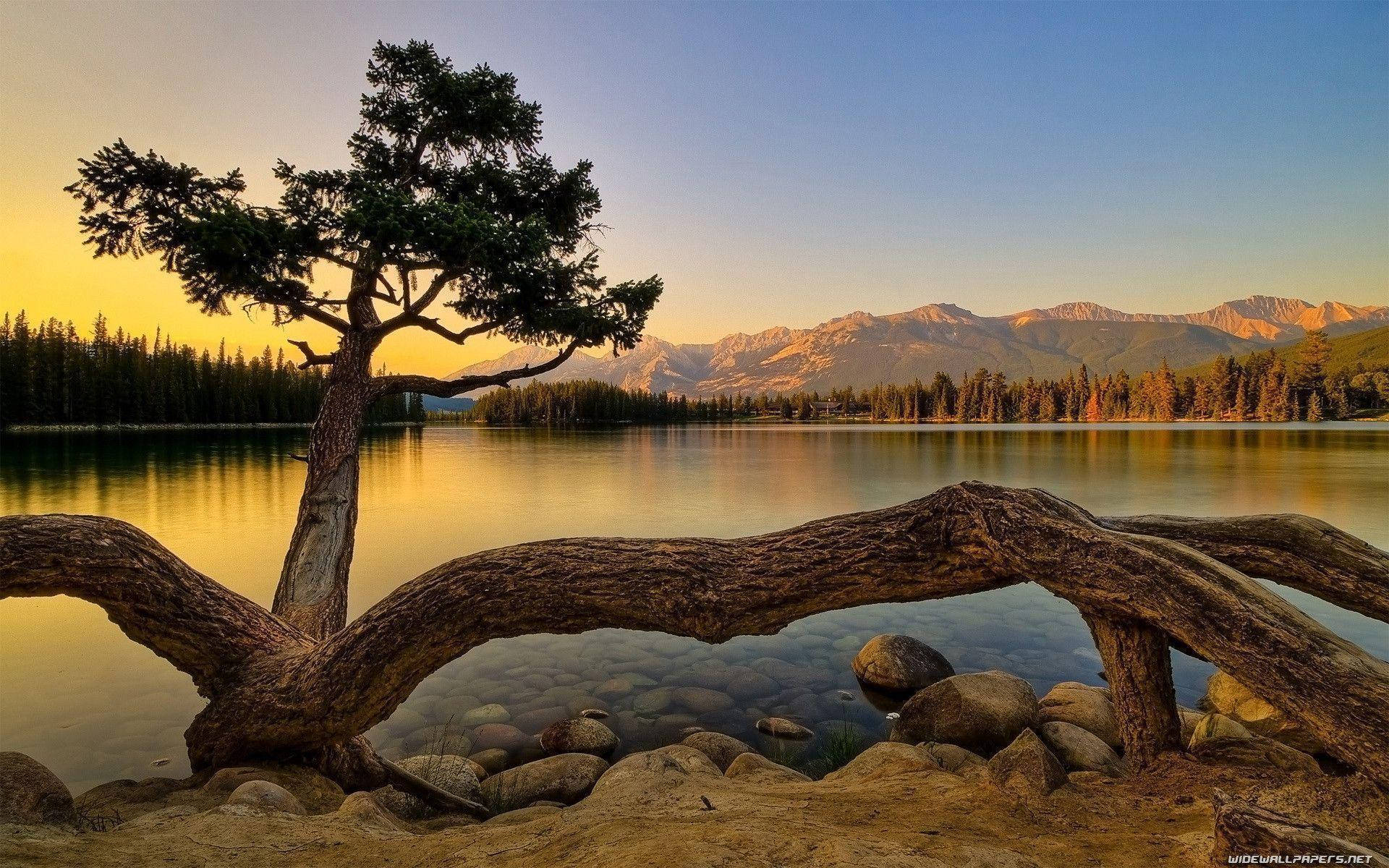 Hd Nature Tree On Lake