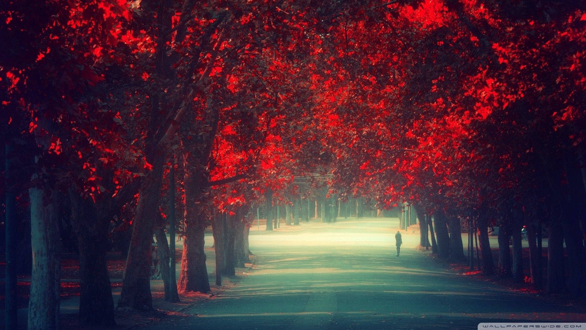HD wallpaper of person walking a path surrounded by red leafed trees. 