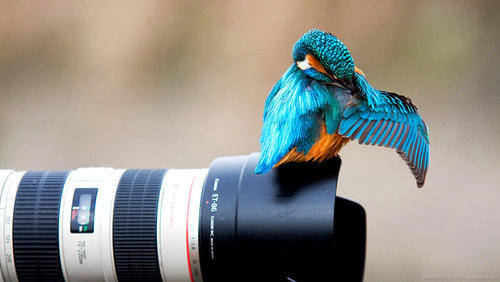 Hd Photography Of A Blue Bird On Camera Lens