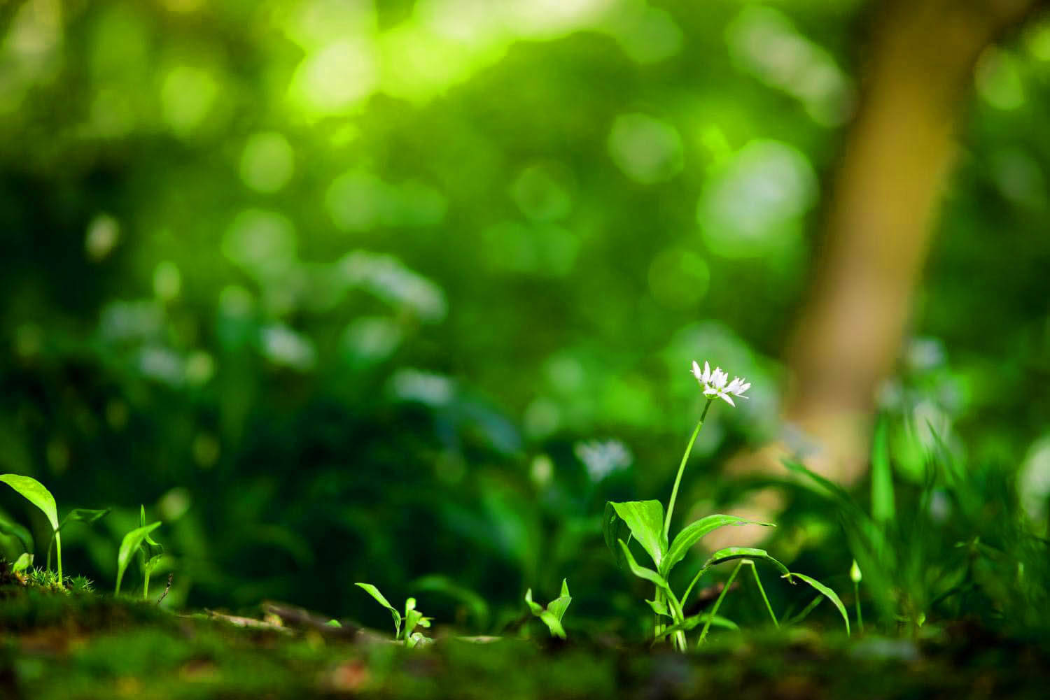 Hd Photography Of A Single Flower Growing By The Forest Wallpaper