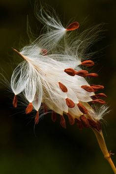 Hd Photography Of Milkweed Flowers Sprouting