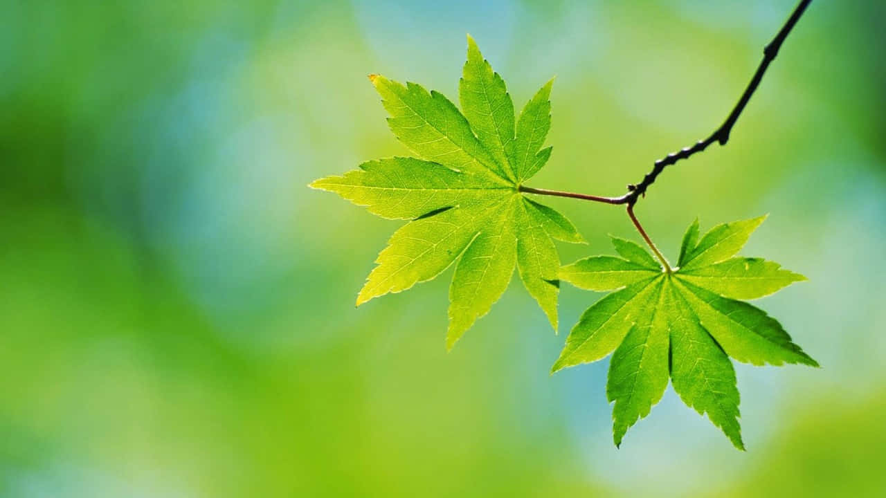 Two Green Leaves On A Branch With A Blurred Background Wallpaper