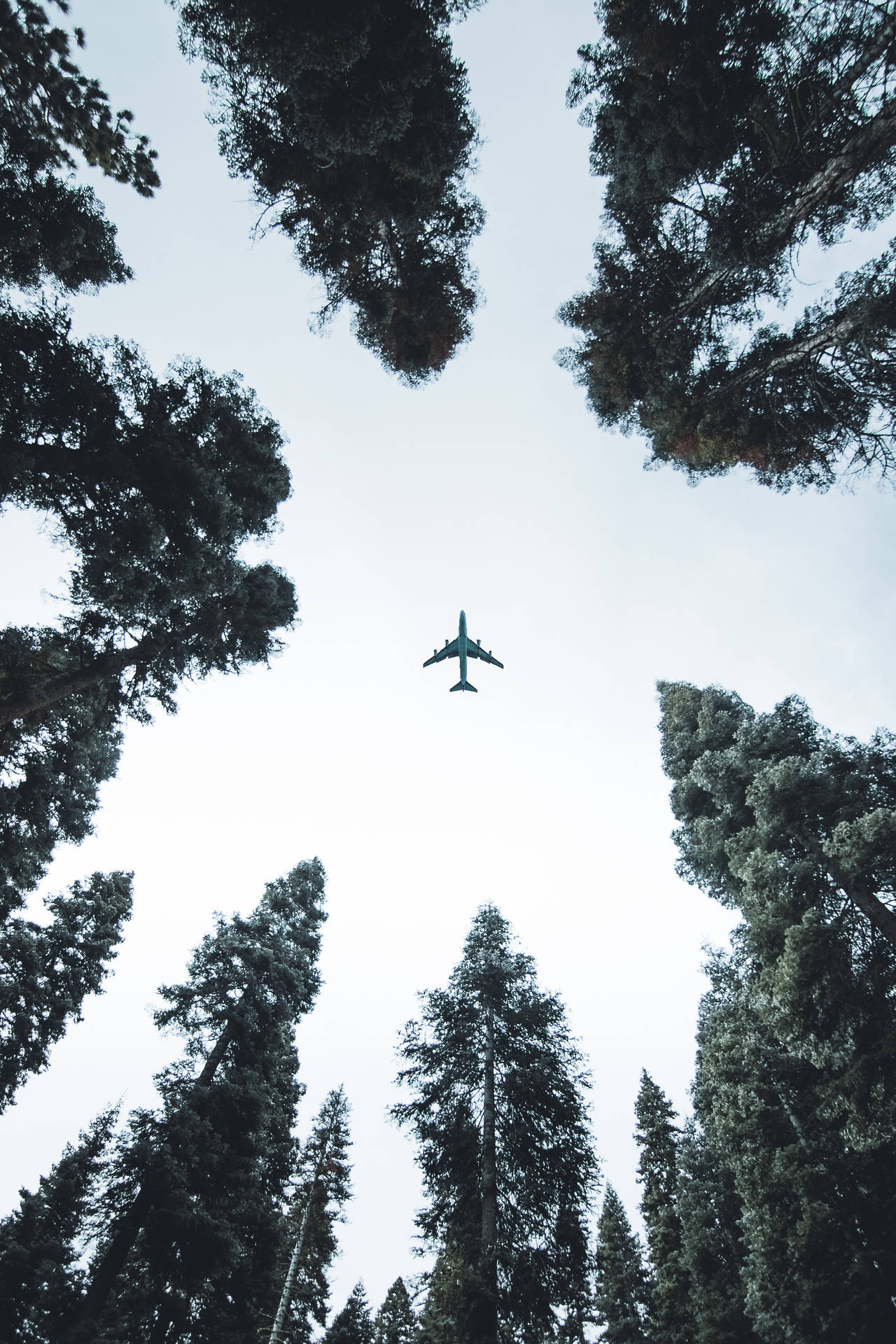 Hd Plane Flying Above Trees