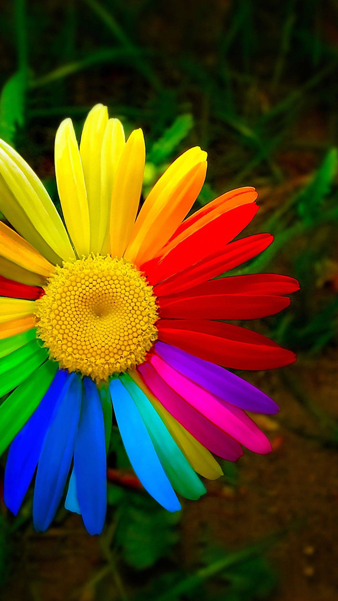 Vibrant Rainbow Daisy Flower Wallpaper