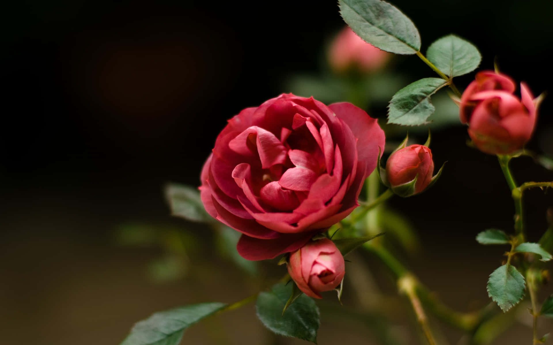 A beautiful rose surrounded by vibrant petals Wallpaper