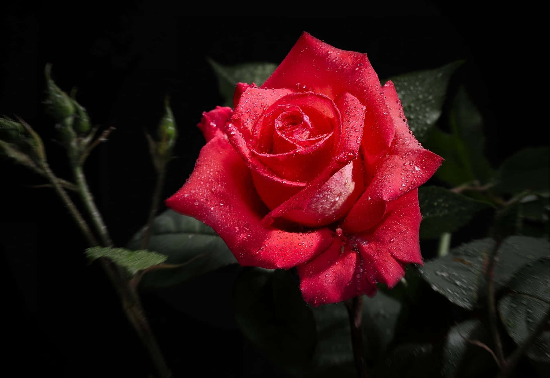 Hd Rose With Dew Drops Wallpaper