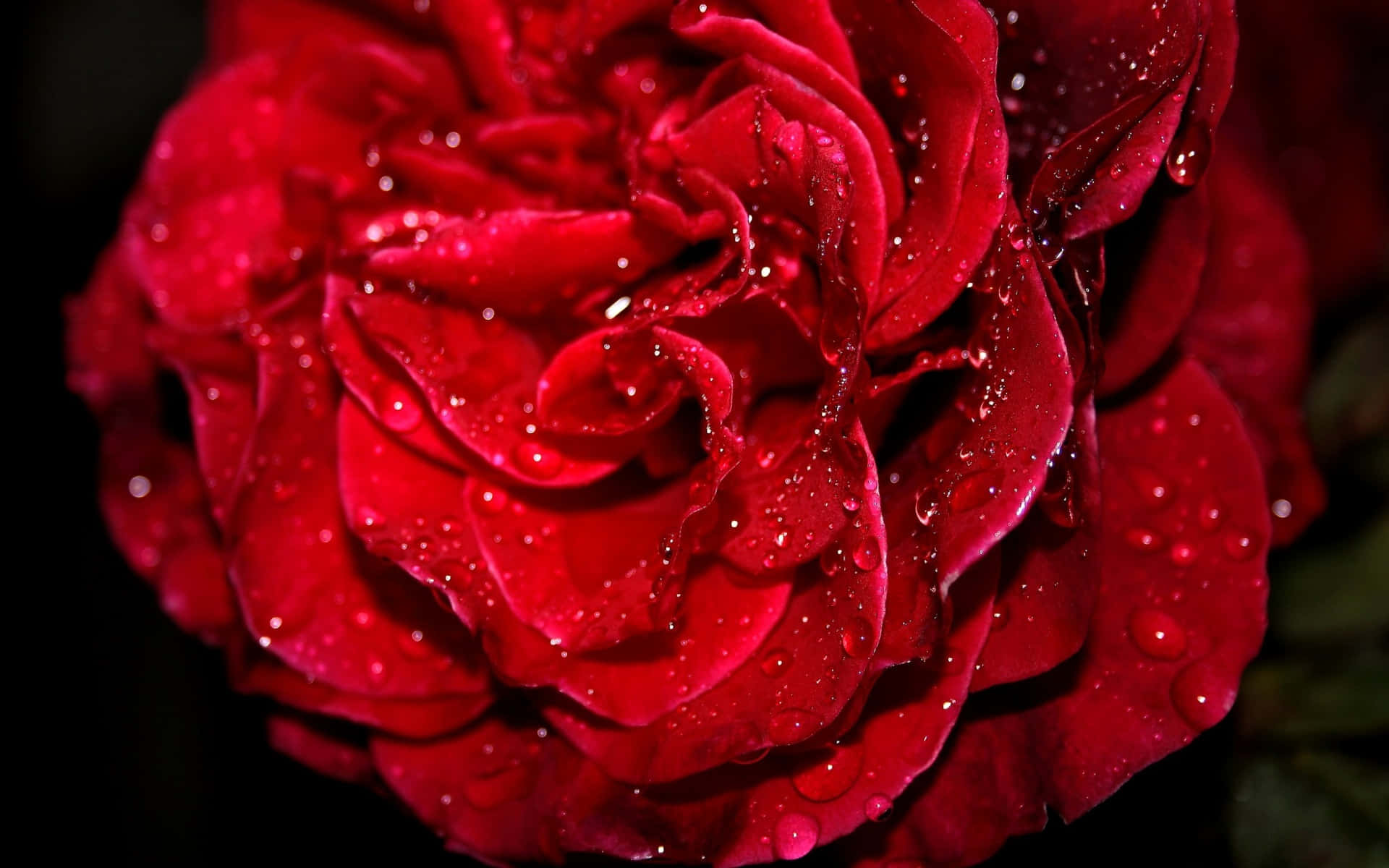 Take time to smell the roses. Wallpaper