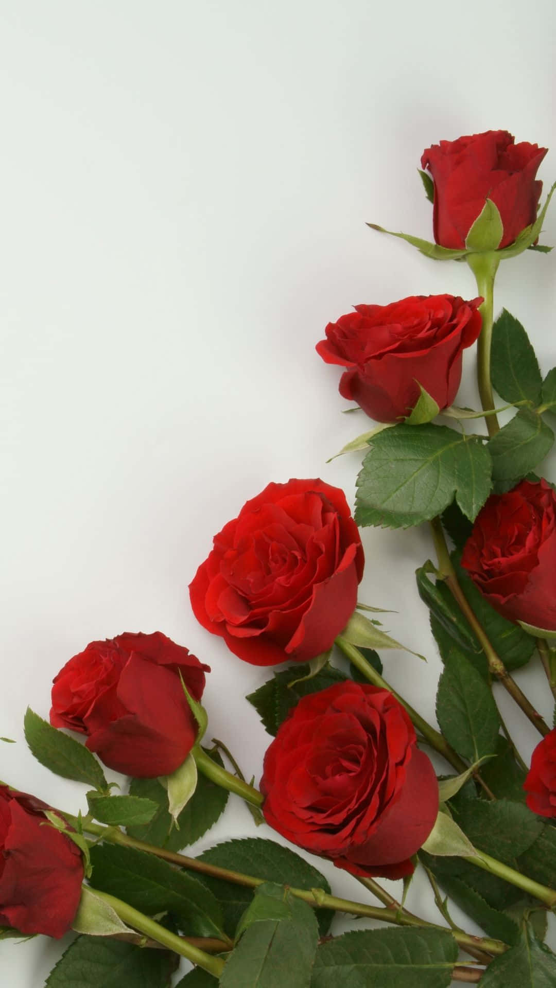A Bunch Of Red Roses On A White Background Wallpaper