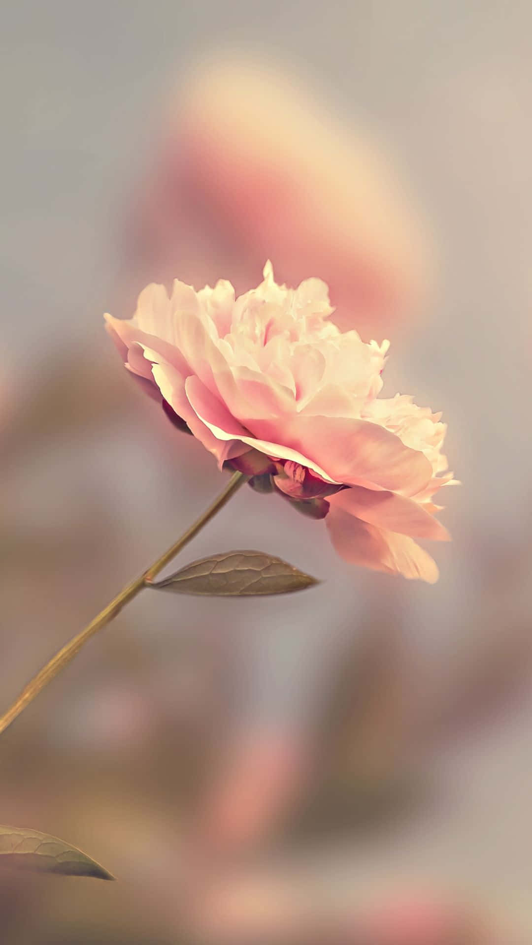 Hd Rose Pink Blur Effect Background
