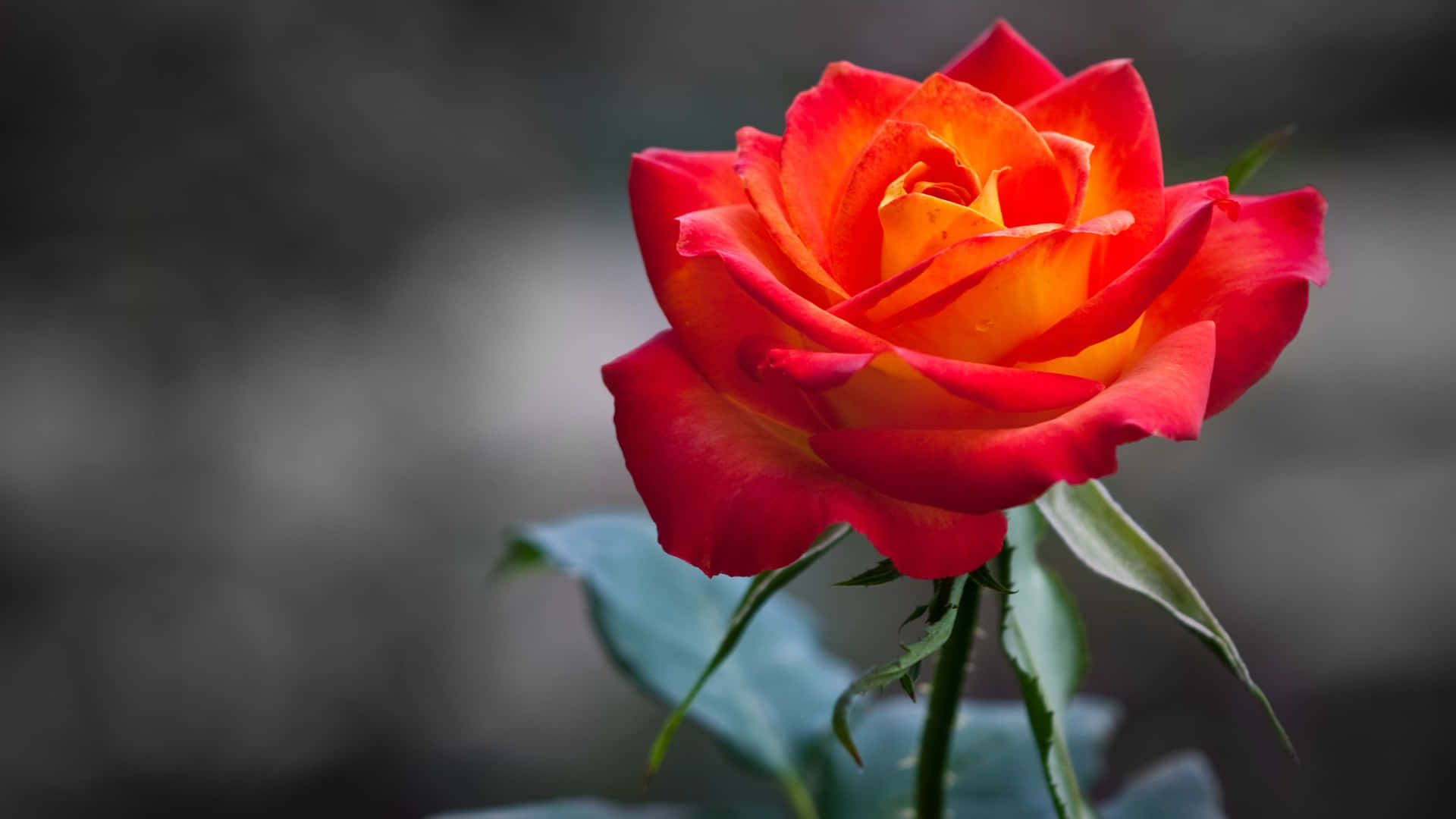 A beautiful, vibrant red rose stands out against a shadowy background. Wallpaper