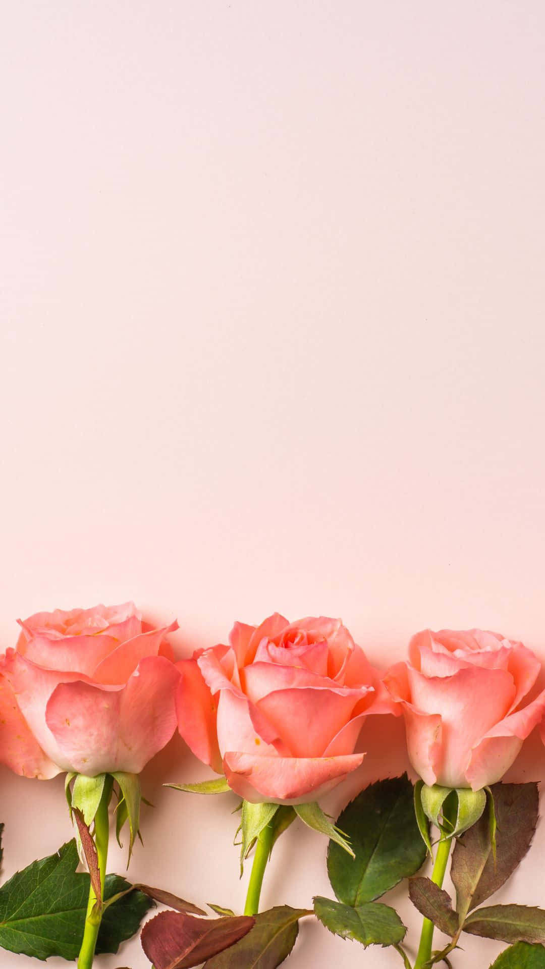 A single pink rose in bloom against a crisp green background Wallpaper