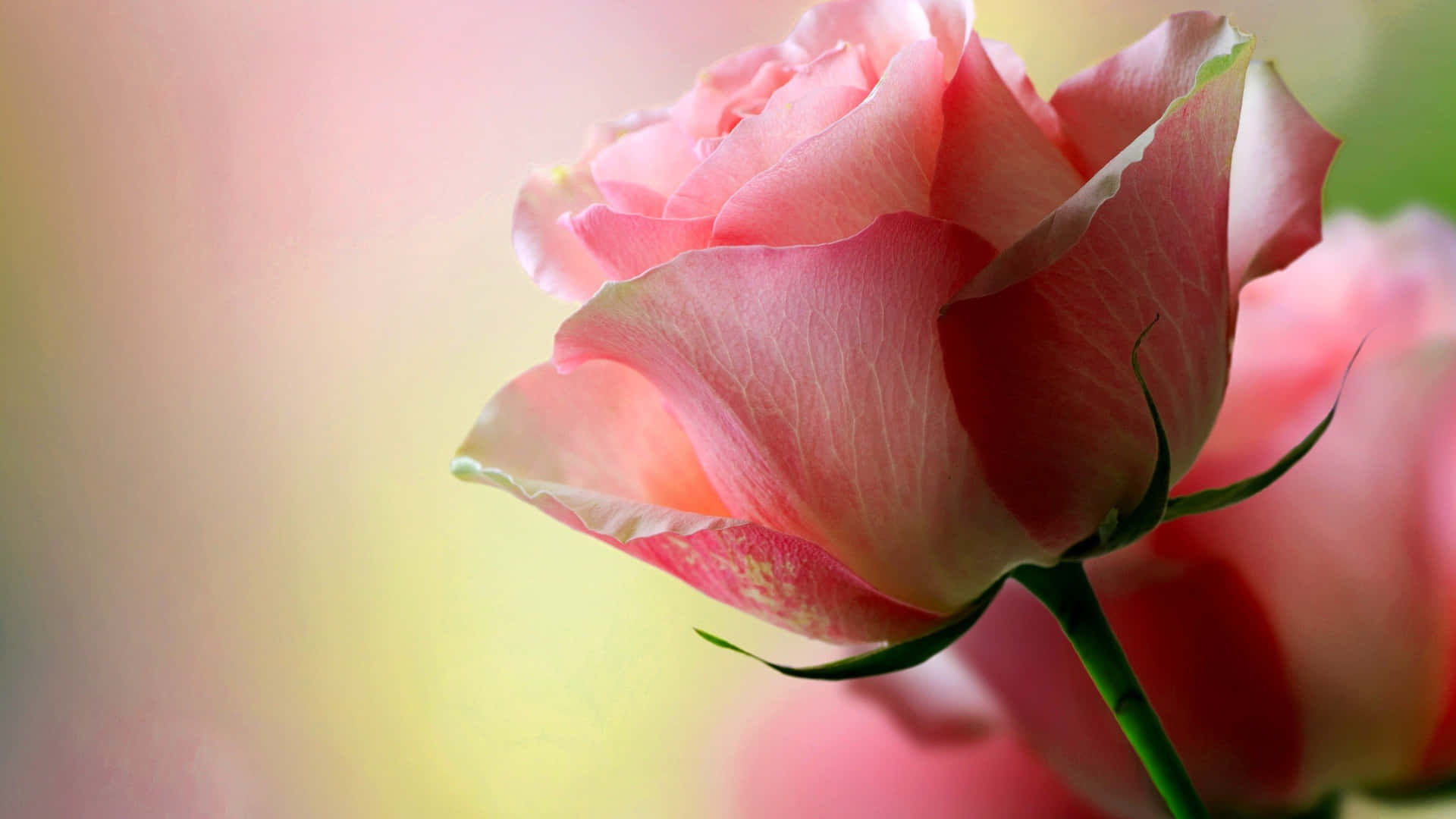A single Red Rose surrounded by soft light. Wallpaper