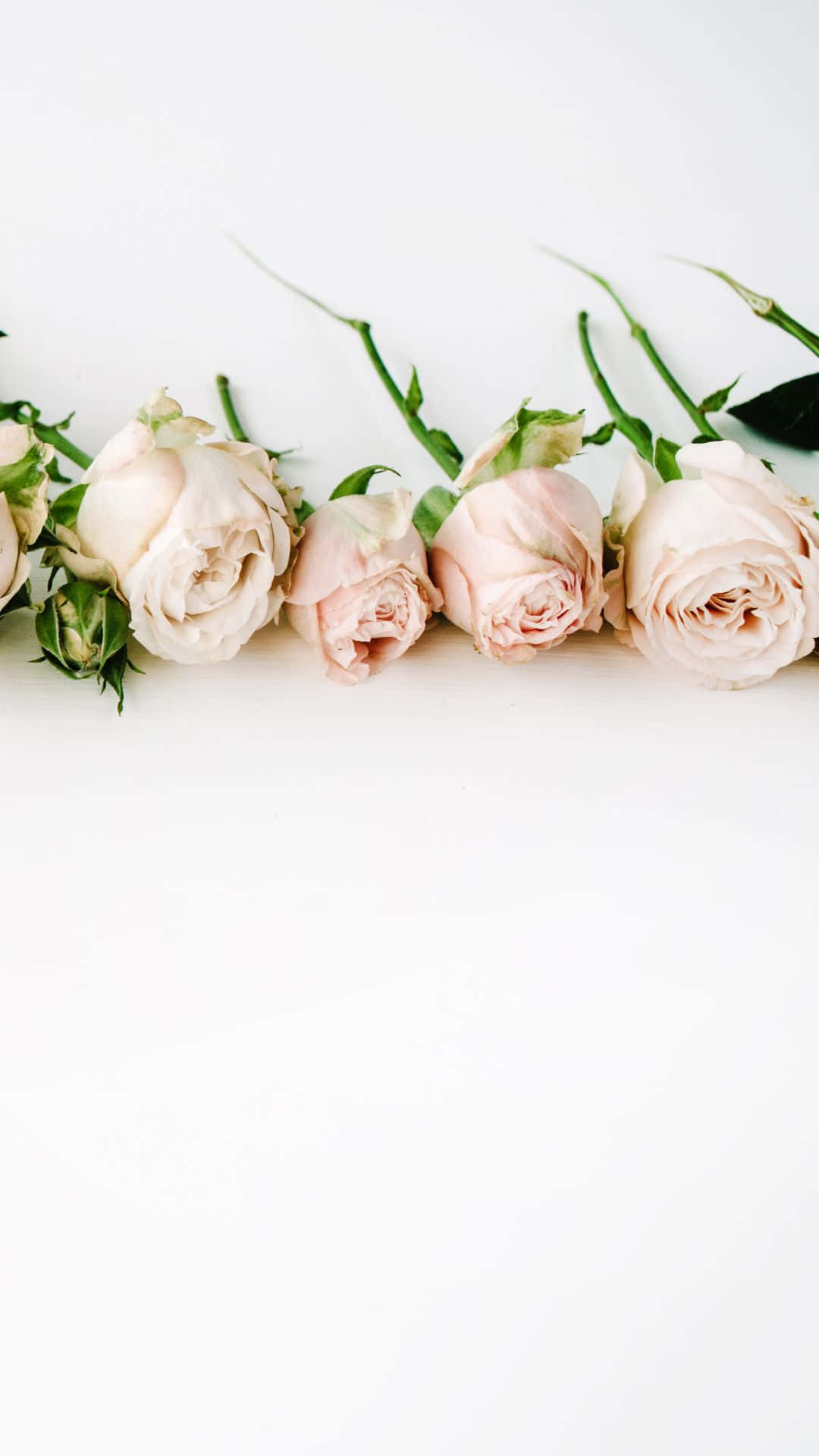 Unafila Di Rose Rosa E Bianche Su Uno Sfondo Bianco Sfondo