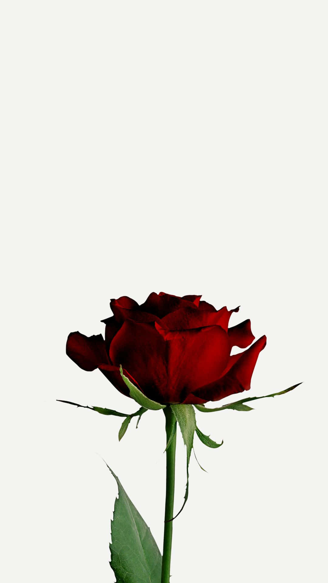Hd Rose On White Background Wallpaper
