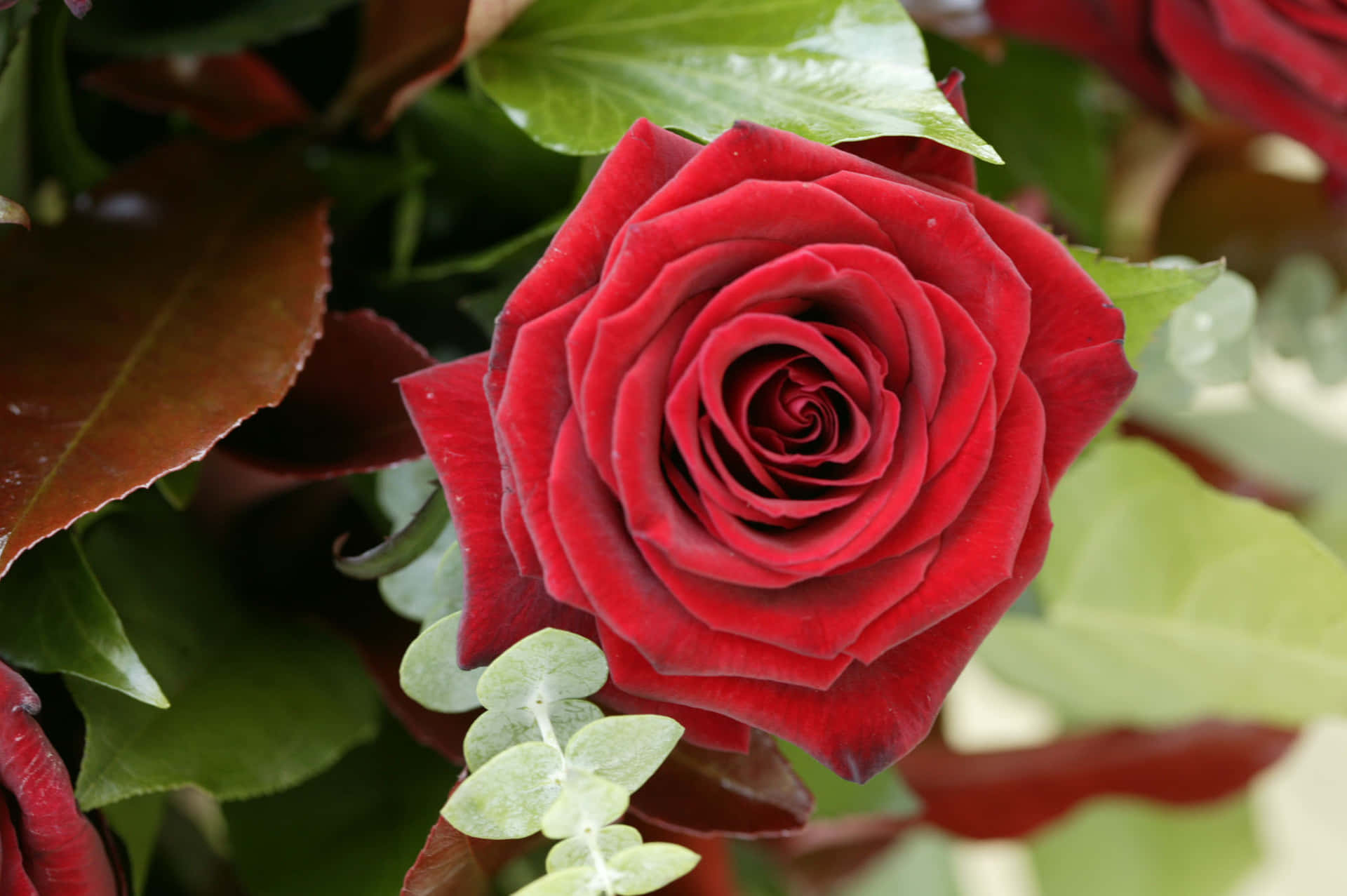 A rose, the sign of beauty Wallpaper