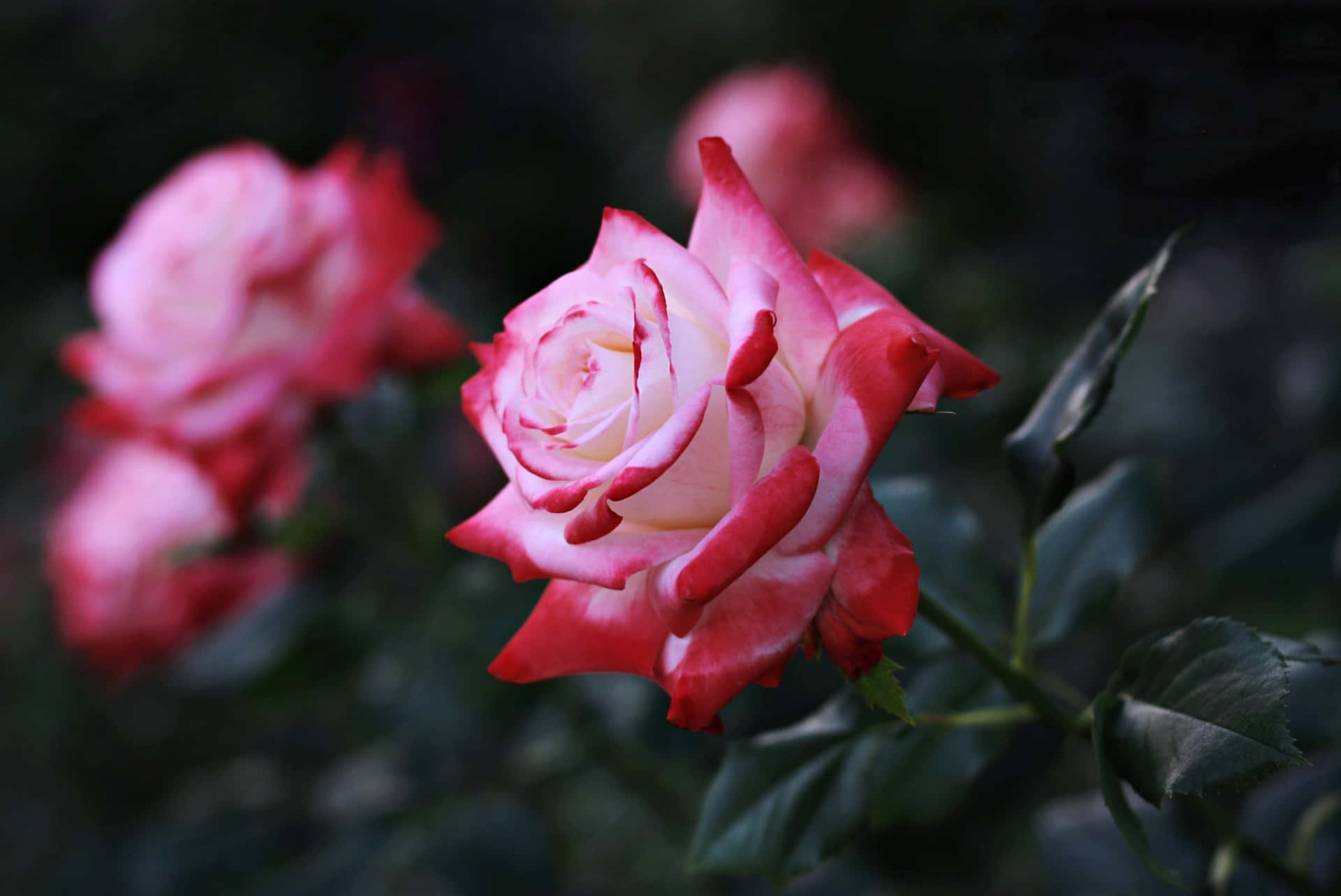 Rosarosa E Bianco In Alta Definizione Sfondo