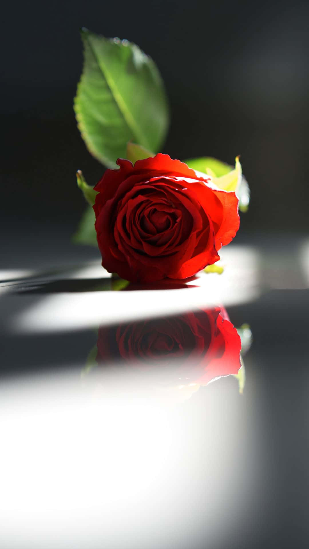 A Red Rose On A White Surface Wallpaper