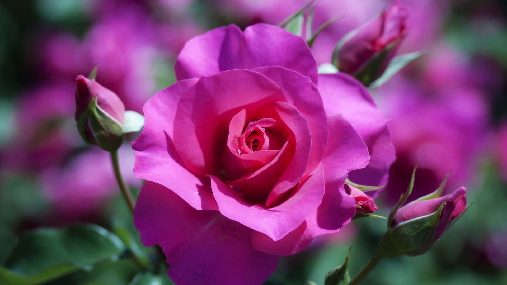 Brighten Your Day With A Beautiful HD Rose Wallpaper