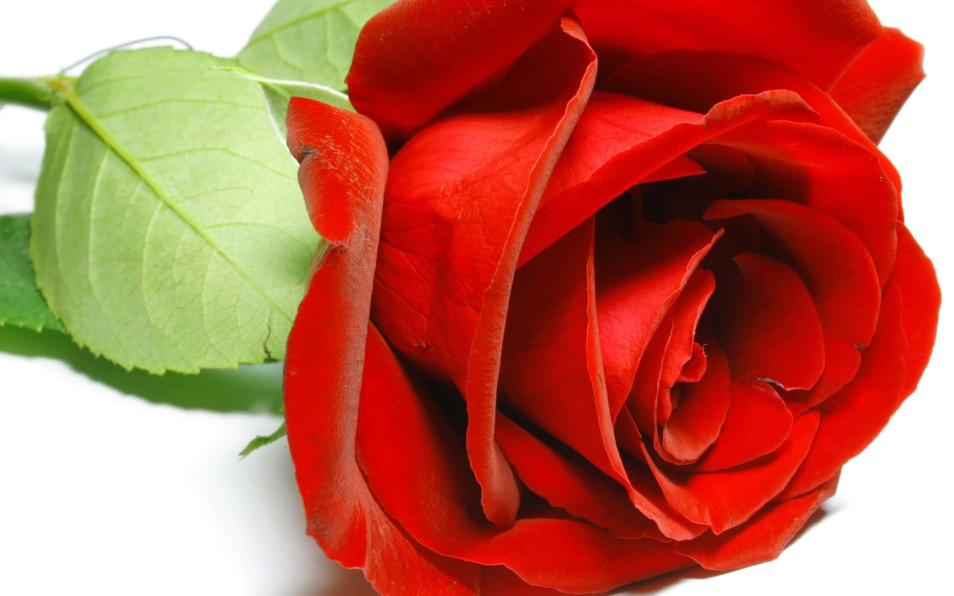 Delicatabellezza - Una Singola Rosa Rosa Brillante Sfondo