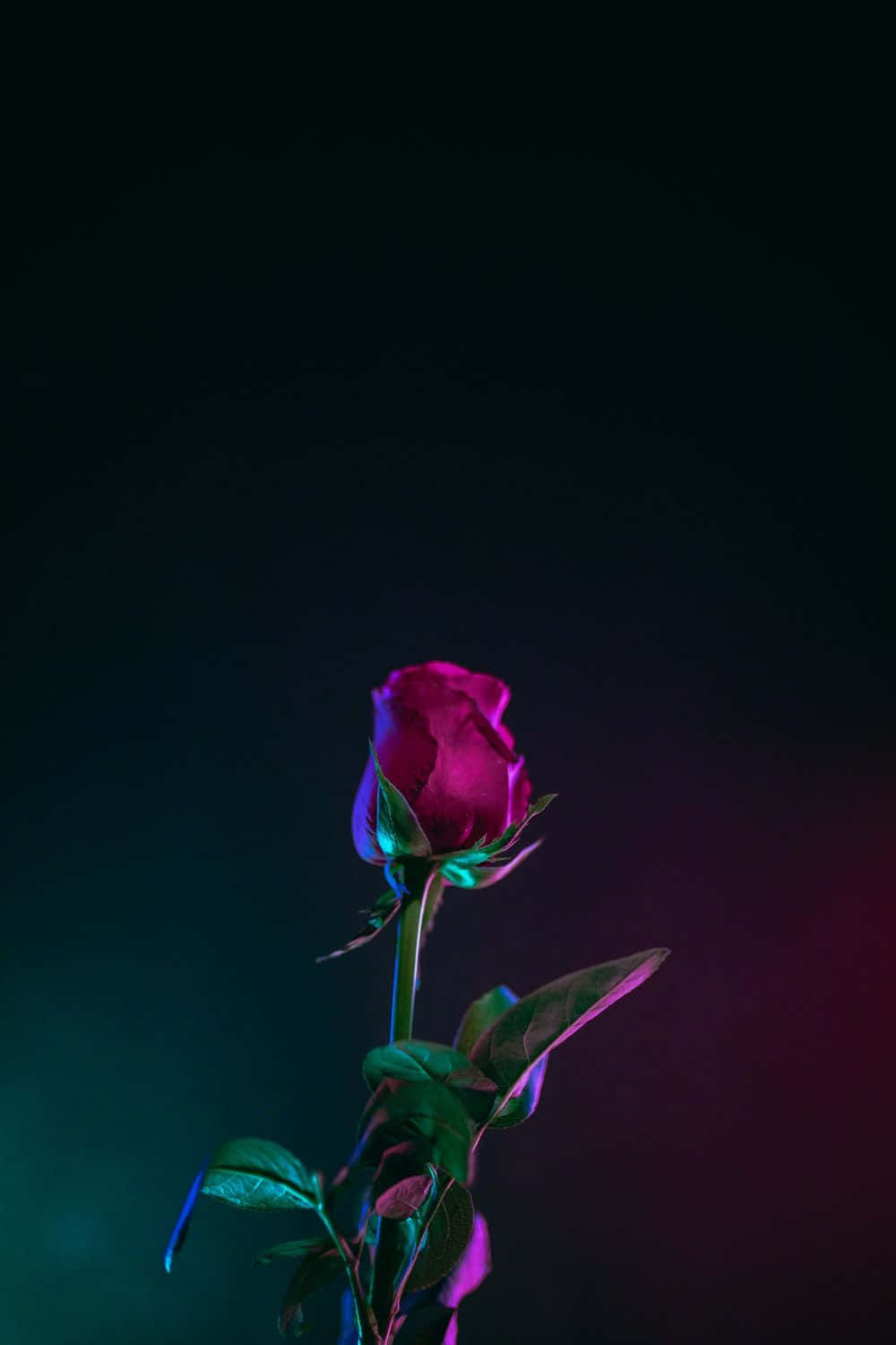 A Pink Rose In Front Of A Dark Background