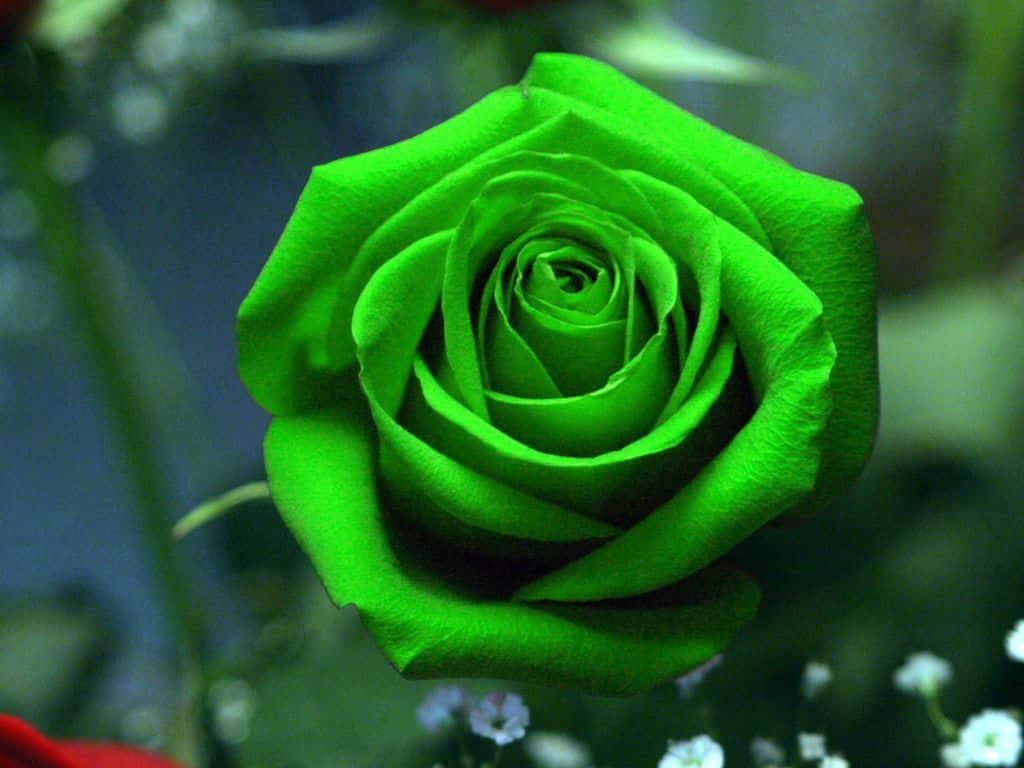 Mostrail Tuo Amore Con Un Bouquet Di Splendide Rose Hd.