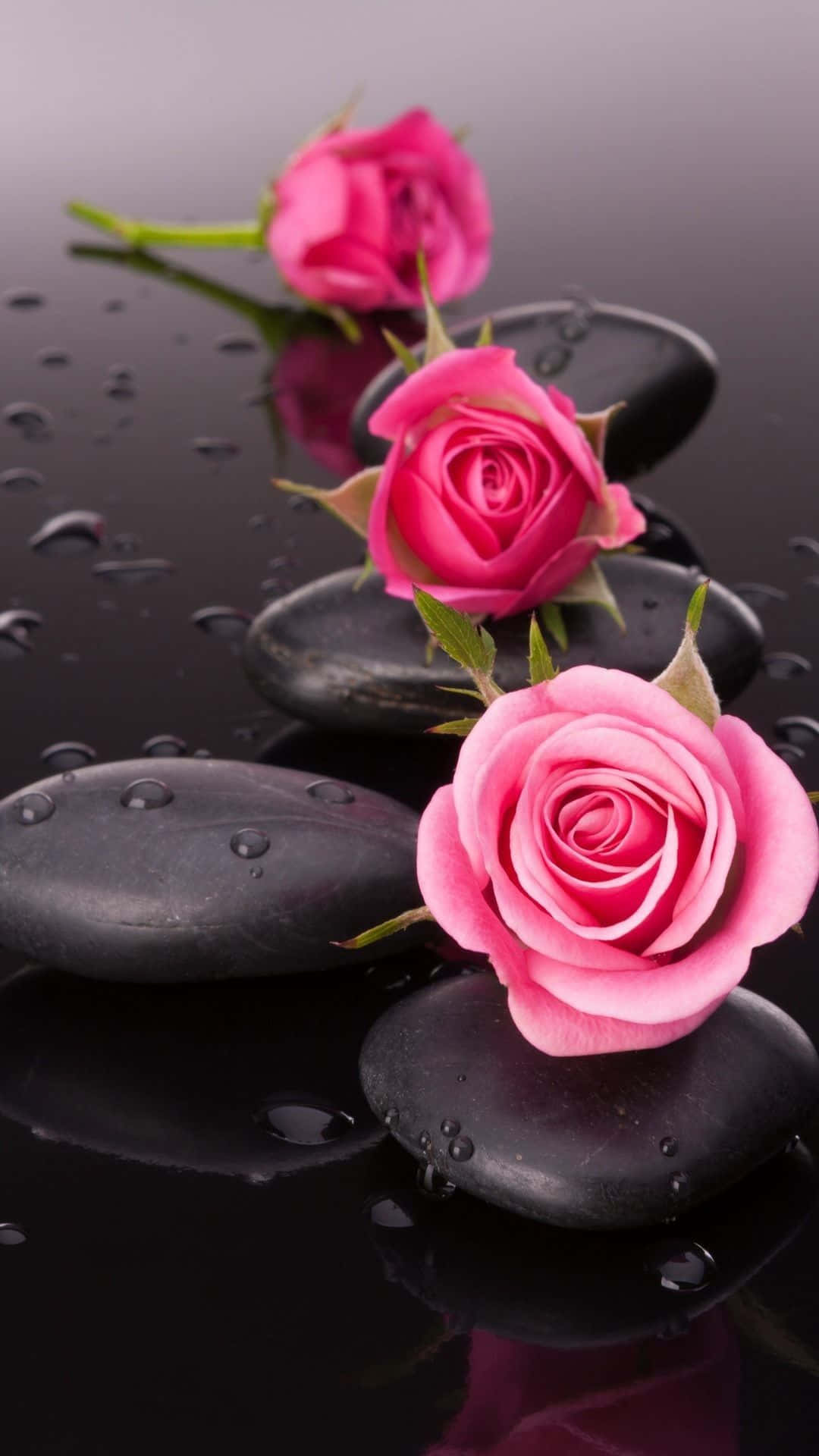Uncampo De Hermosas Rosas Rosadas En Plena Floración
