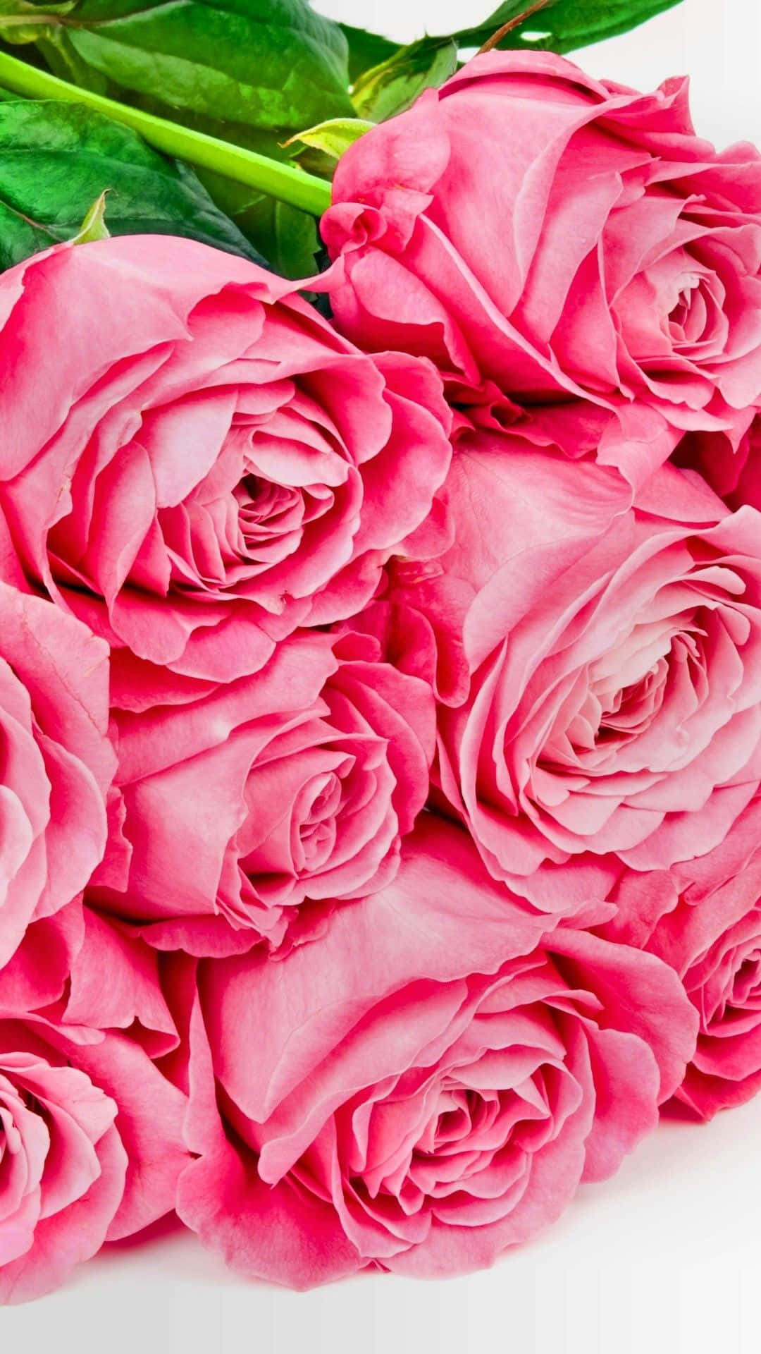 Amoled Pink Rose 4K Phone Wallpaper