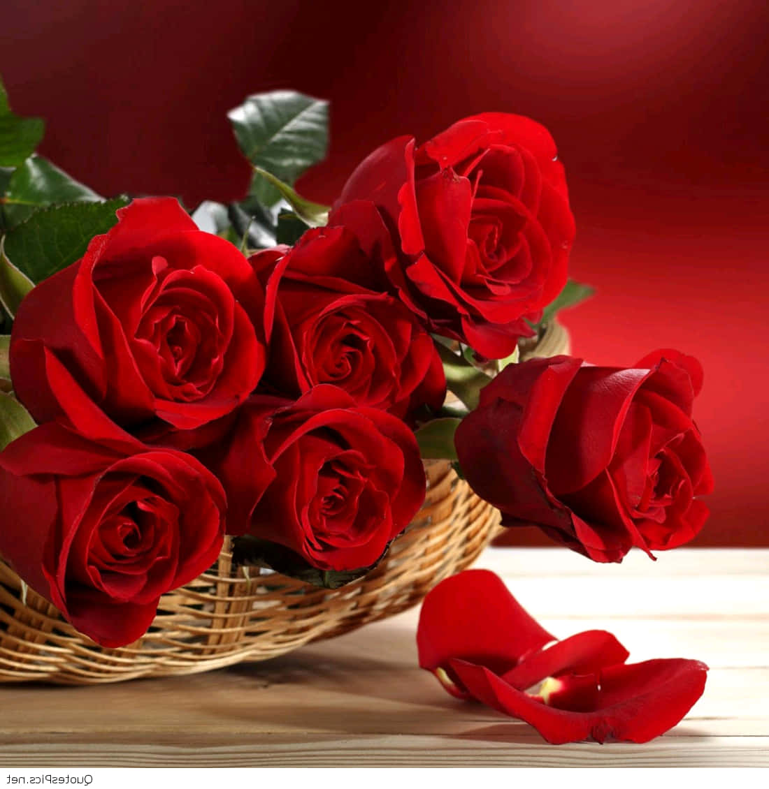Enchanting Vivid Red Roses