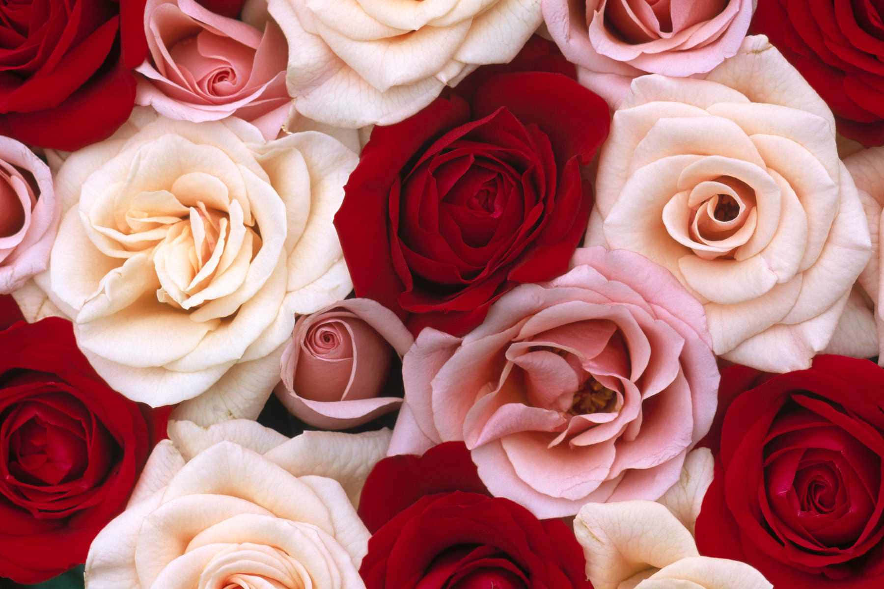 A Close Up Of Many Red And White Roses