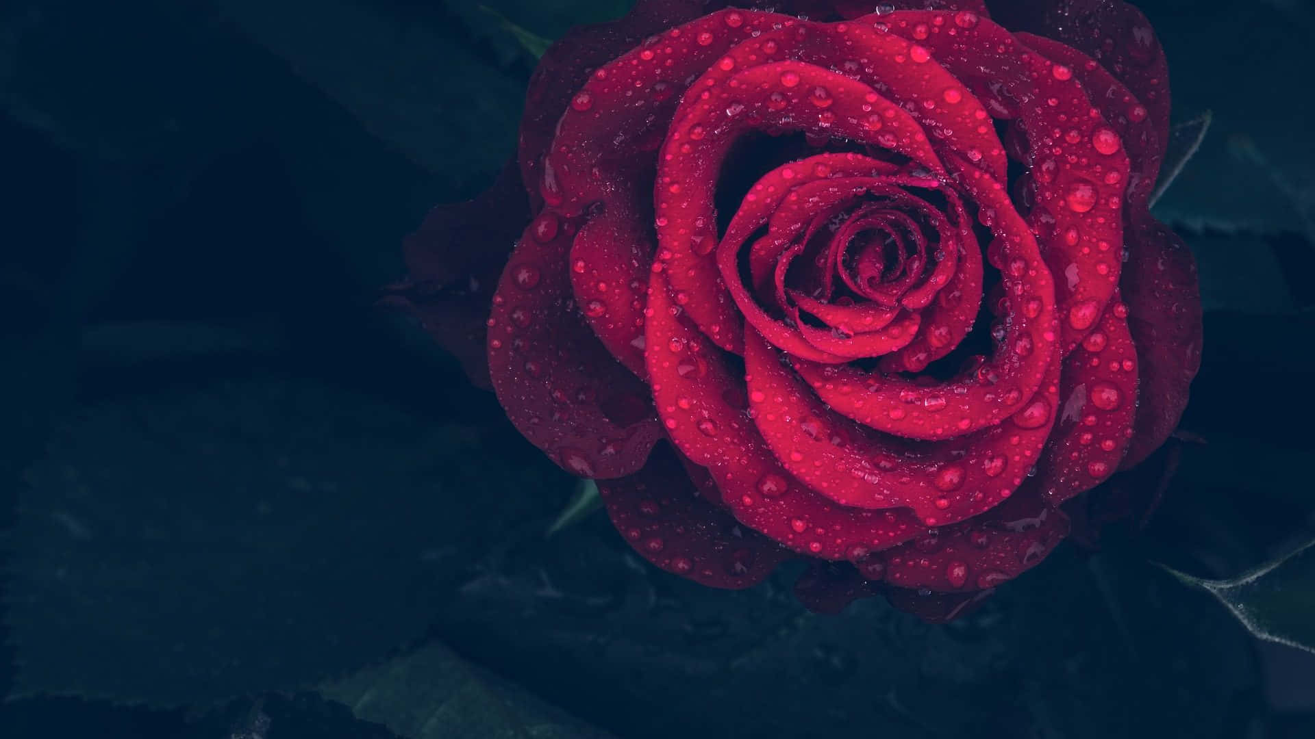 An elegant bouquet of beautiful HD roses.