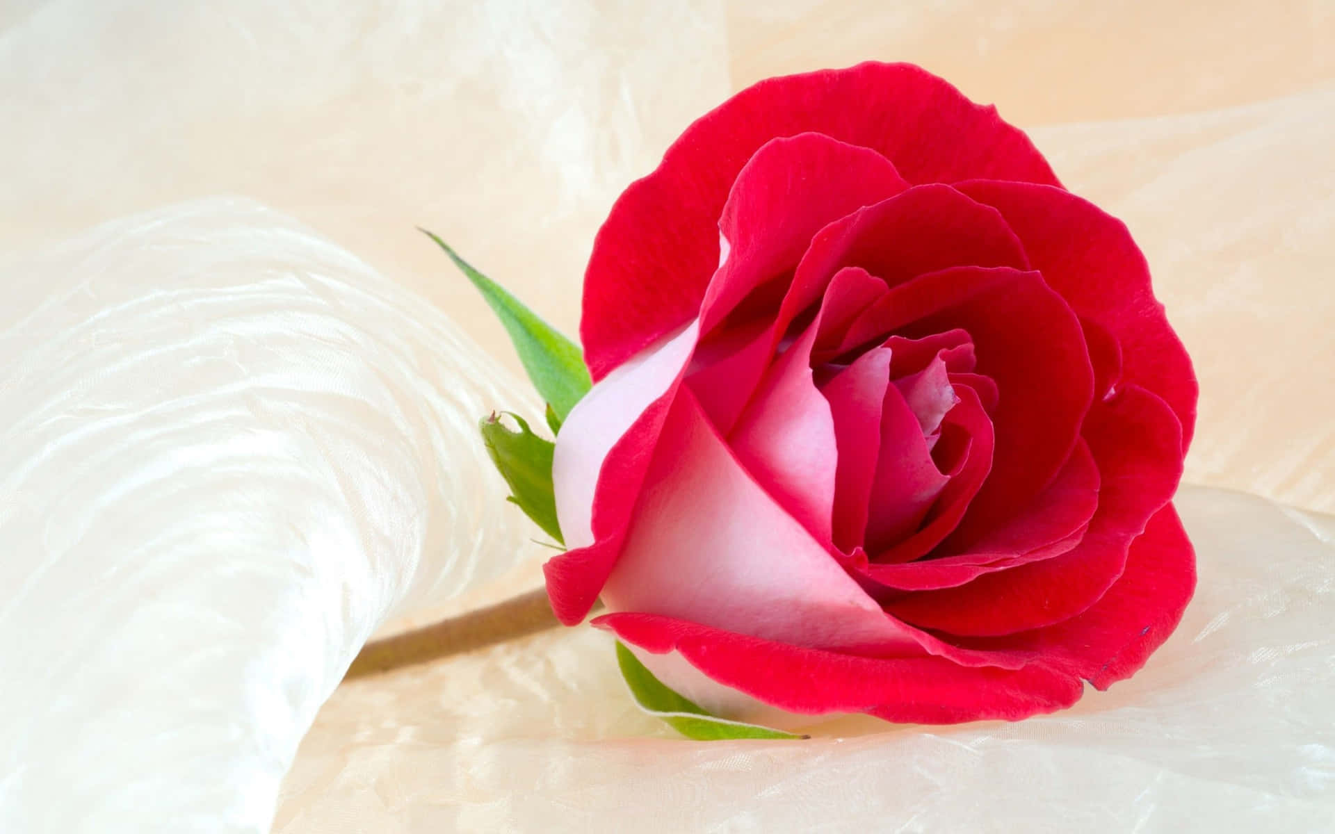 A Red Rose Is Sitting On A White Background