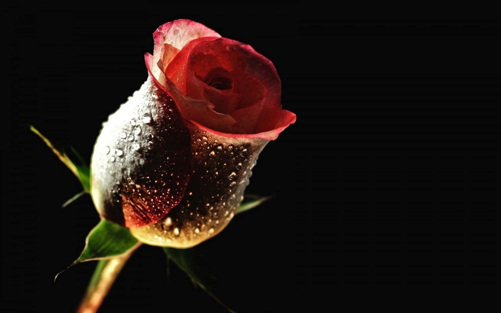 A Rose With Water Drops On It Is Shown Against A Black Background