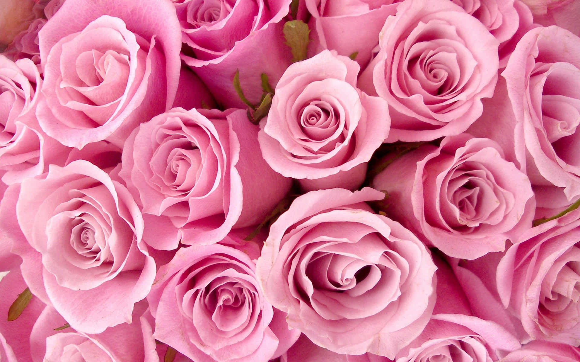 Pink Roses In A Bouquet