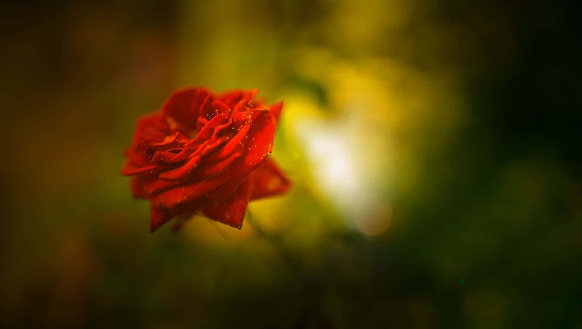 A Red Rose In The Background With Blurred Background