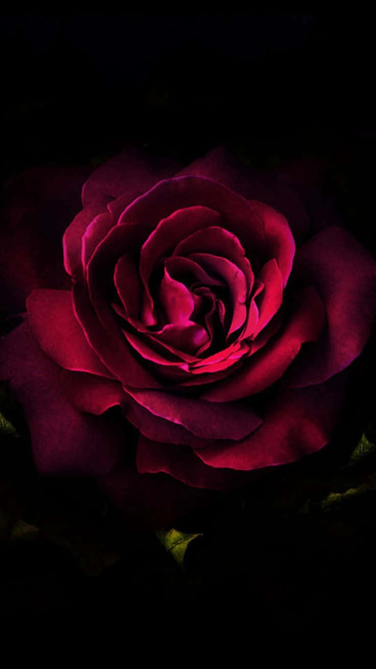 ¡ponen Evidencia La Belleza De La Primavera Con Rosas En Alta Definición!
