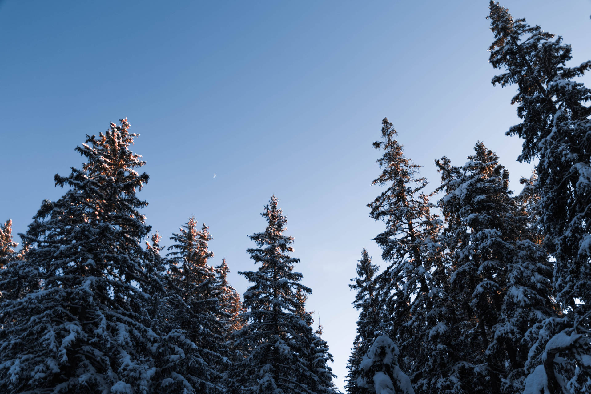 The Glow of Fresh Snow on a Pine Forest Wallpaper