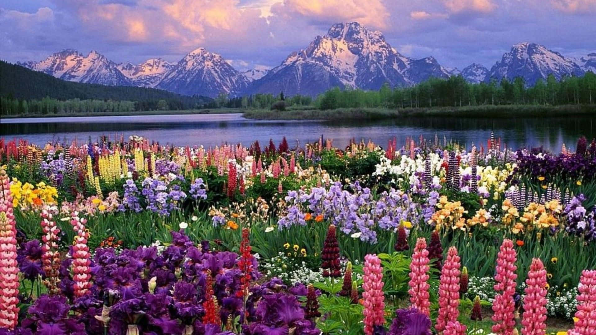 Welcome the beauty of spring with a stunning vibrant landscape.