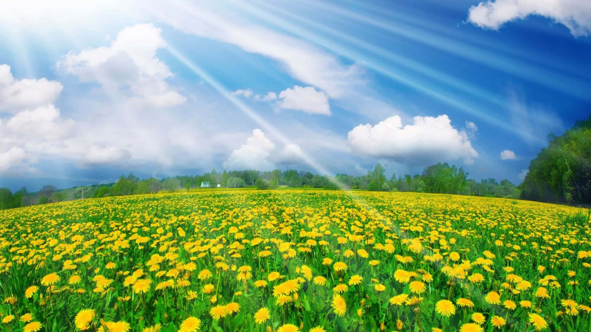 A Field Of Yellow Flowers With A Blue Sky