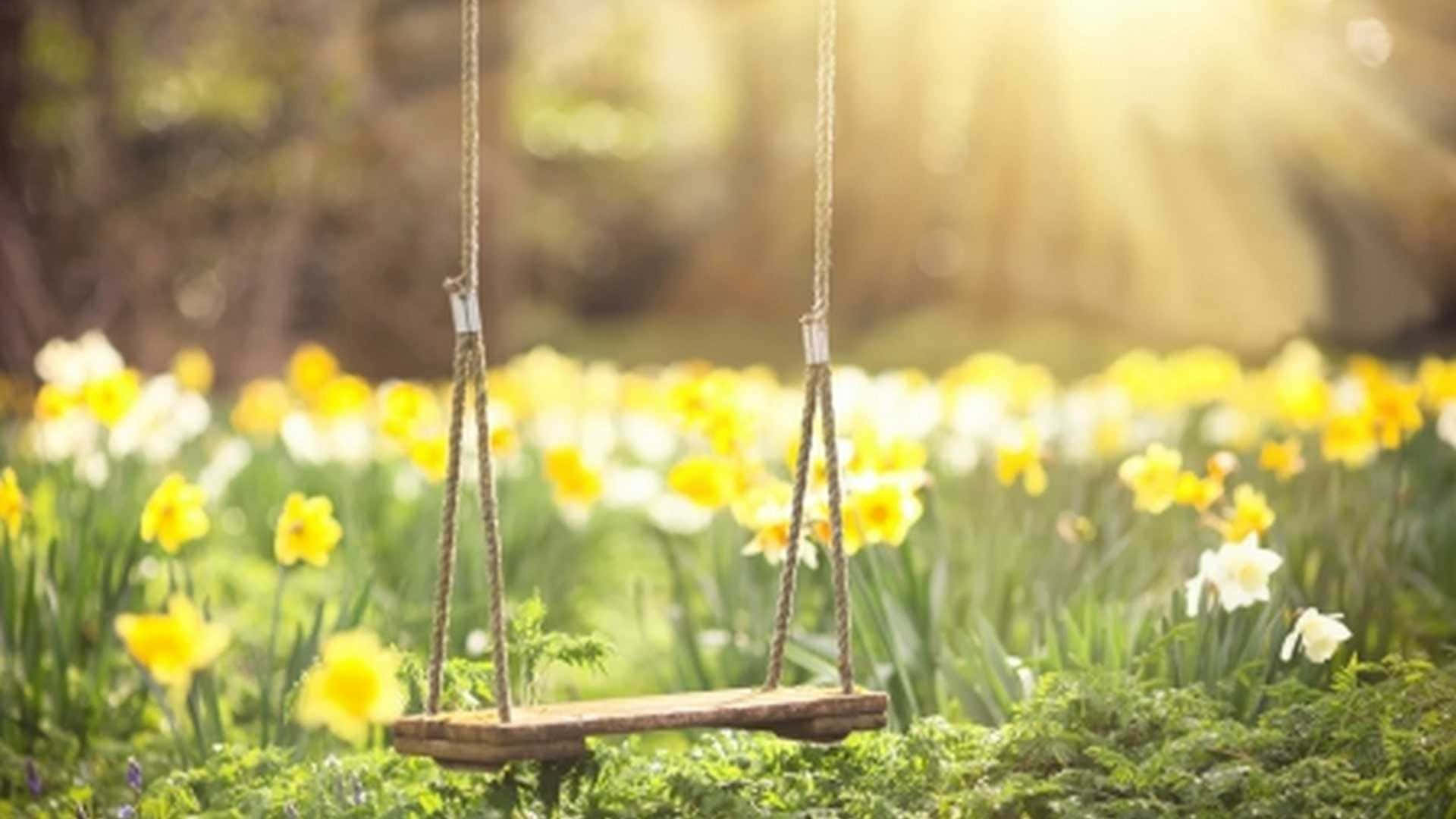 Embrace nature's beauty with this HD Spring background