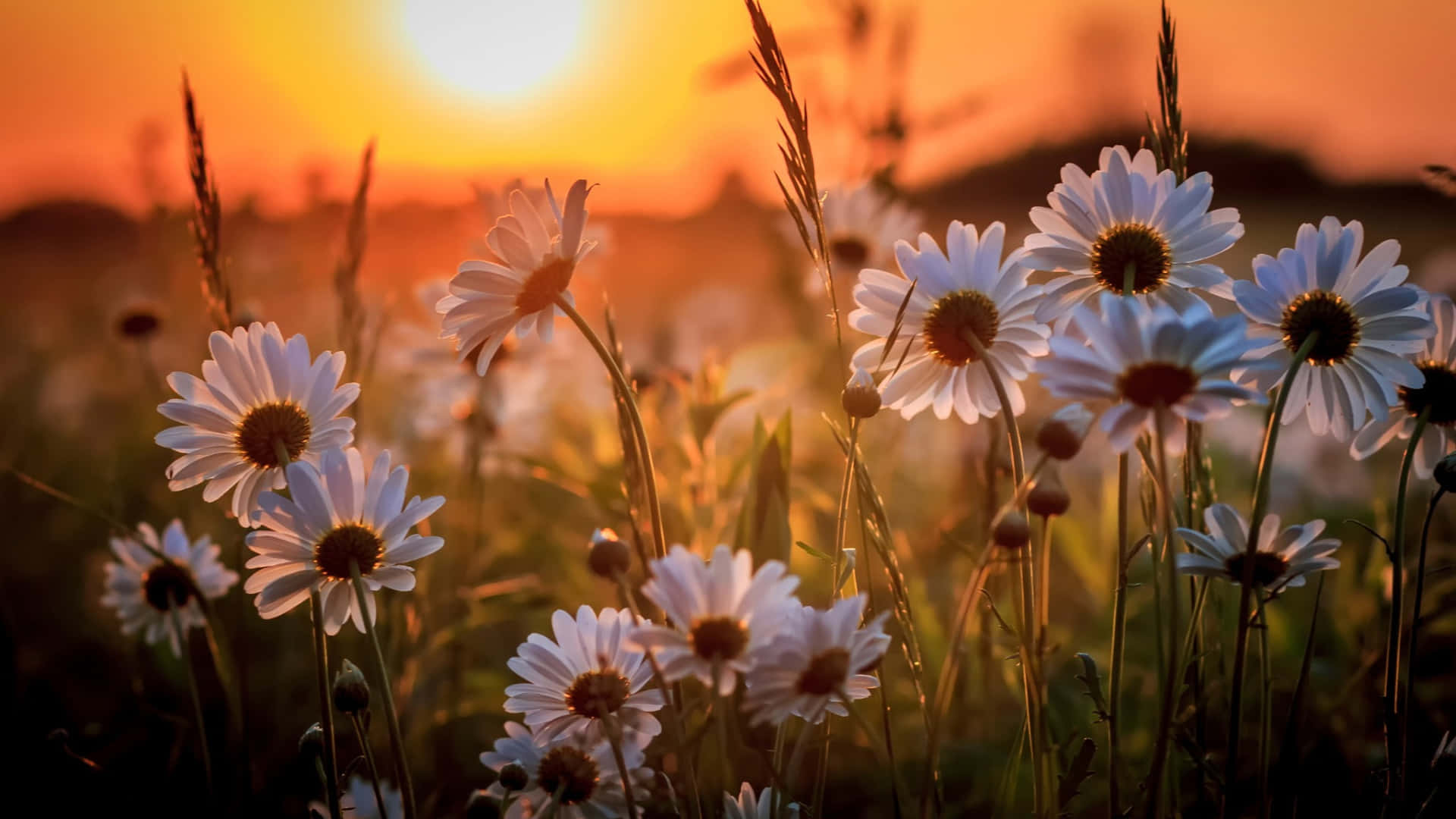 A calming scene of flowers in bloom during a gentle spring day