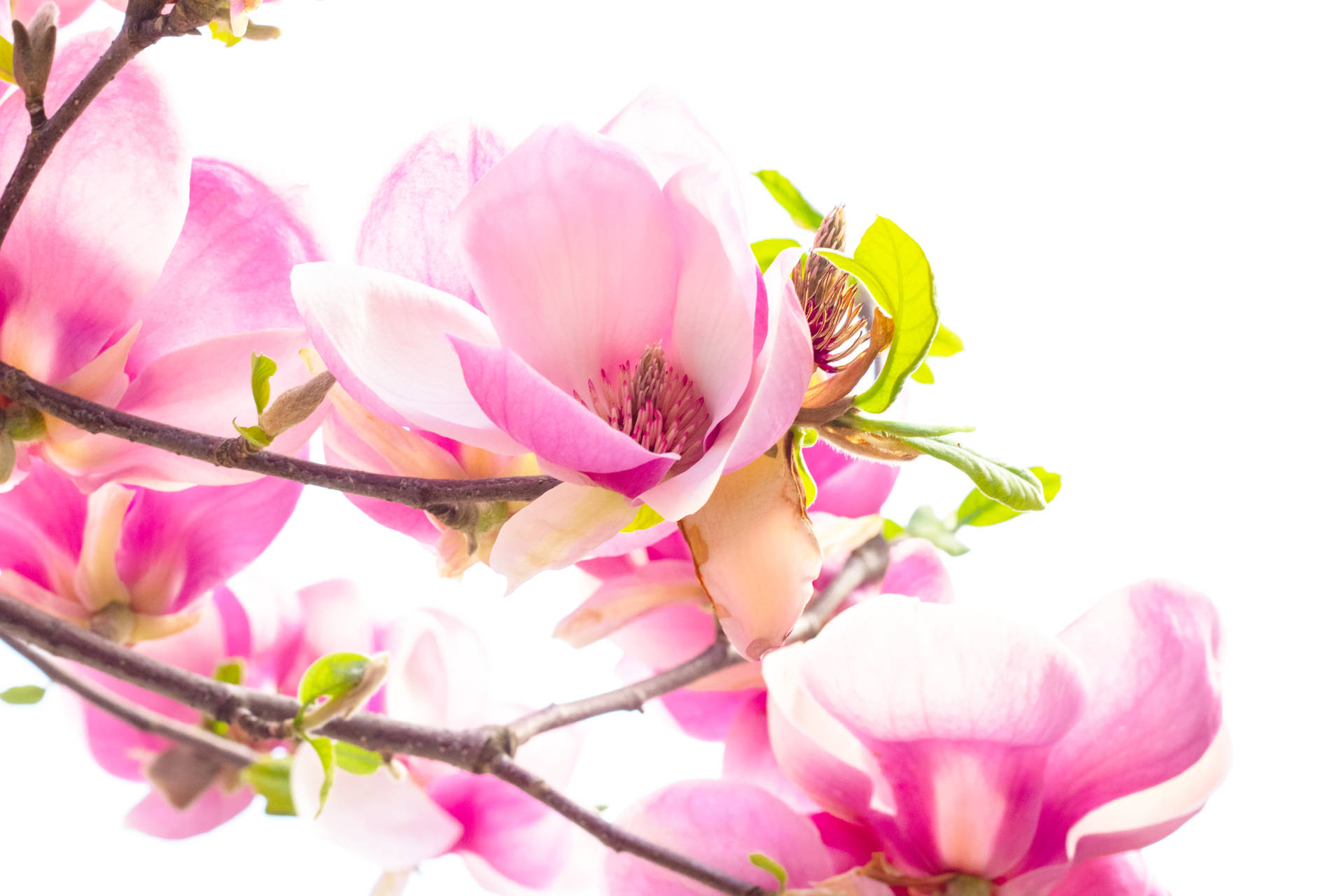 HD Forår Magnolia Liliiflora design: Smuk HD Forår Magnolia Liliiflora design. Wallpaper