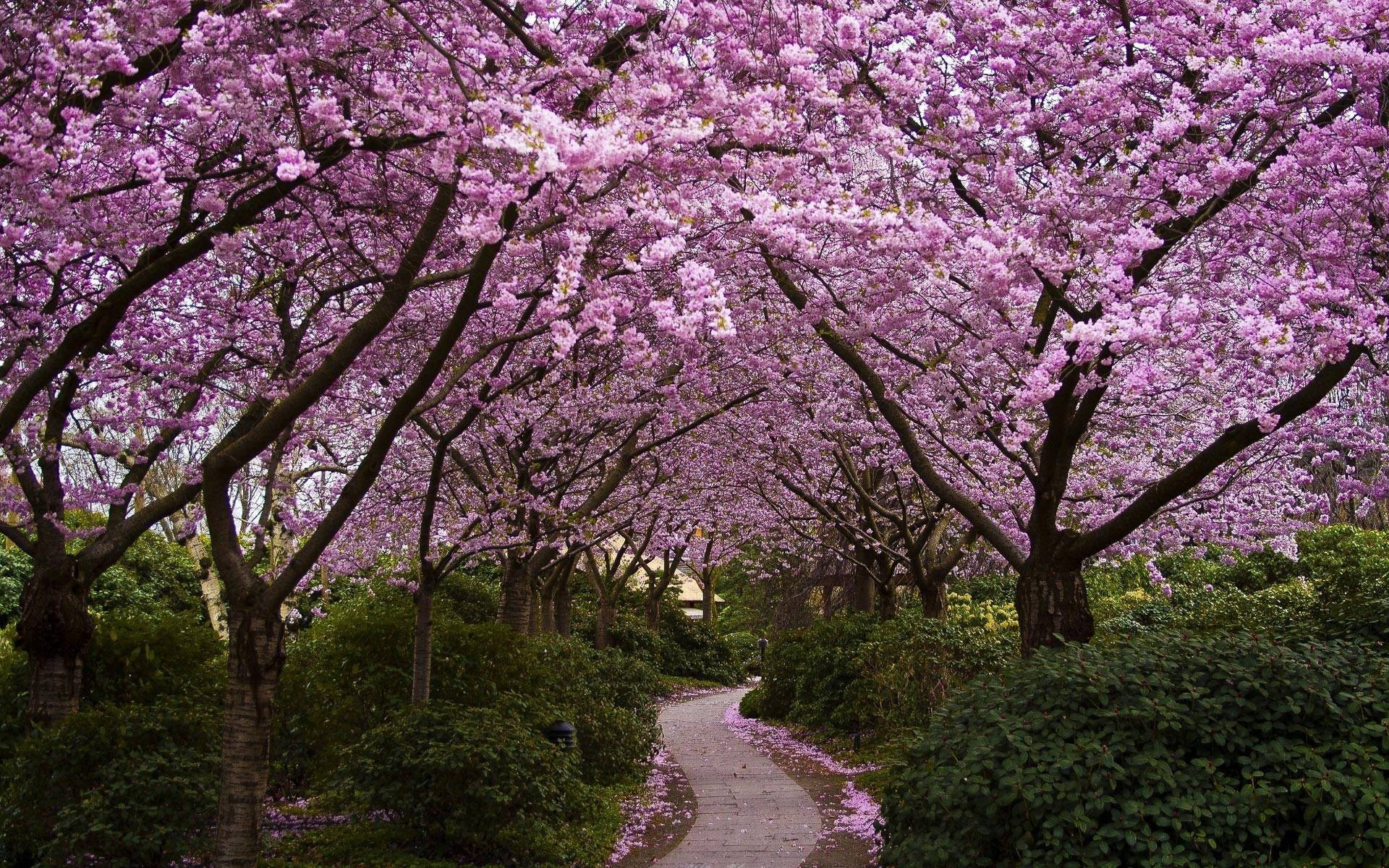 Hd Spring Pathway With Sakura Tree Wallpaper